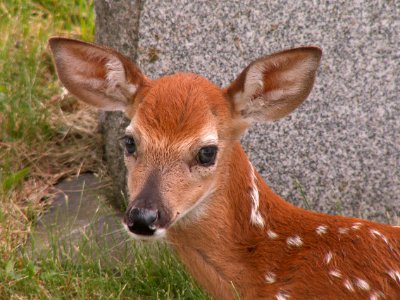 Fawn, Odocoileus virginianus, United Cemeteries, 2015-06-08. 04