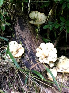 Favolus brasiliensis 38993483