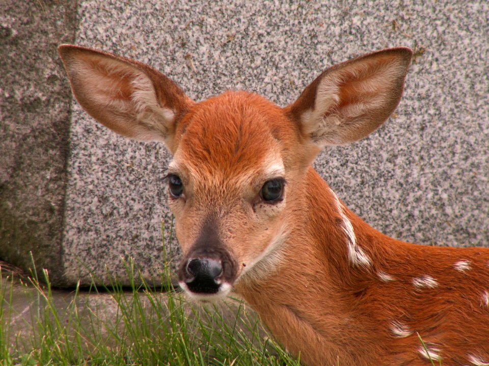 Fawn, Odocoileus virginianus, United Cemeteries, 2015-06-08. 02
