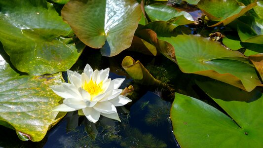 Water plant water flower pond