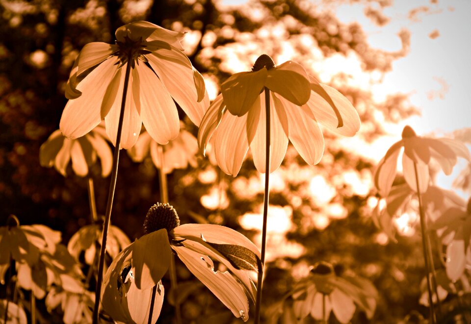 Plant echinacea paradoxa echinacea
