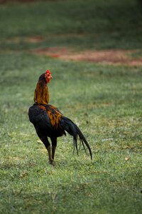 In the country chicken thailand