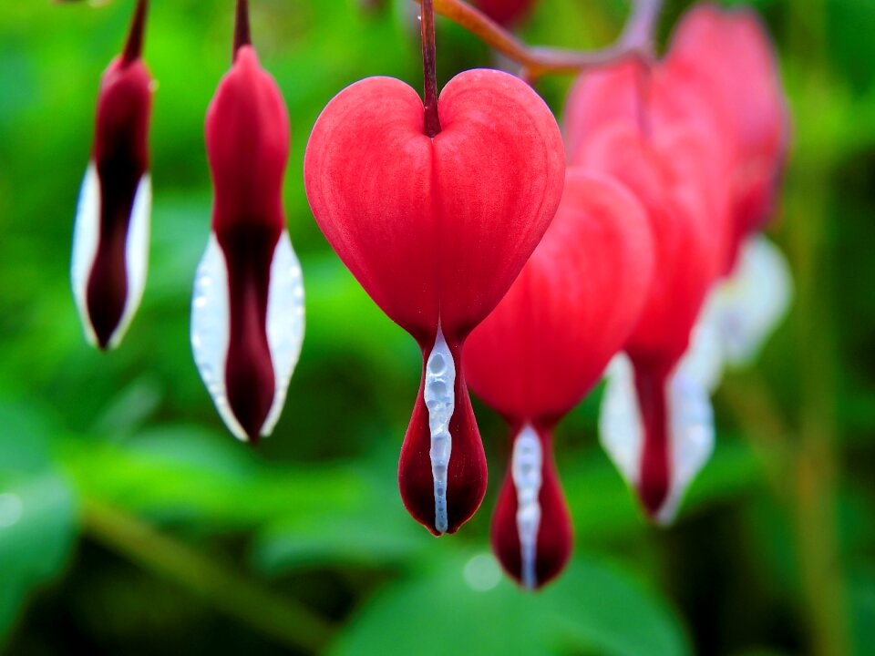 Flower nature plant