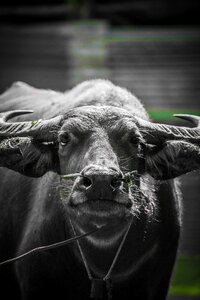 Thailand countryside livestock