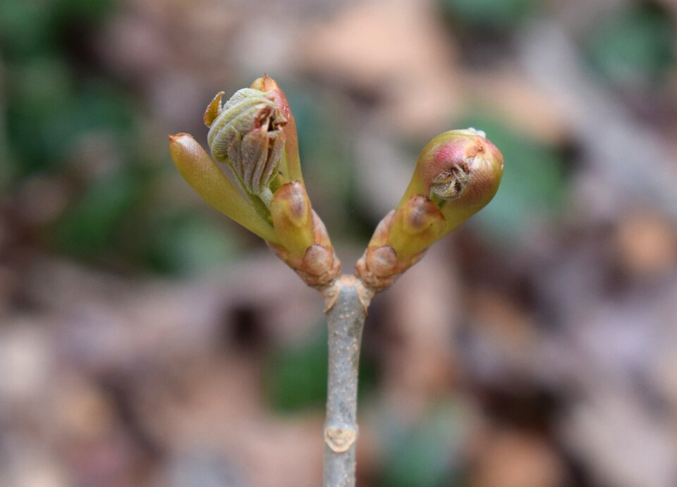 Shrub spring nature