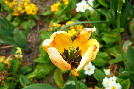 Tulip spring spring yellow