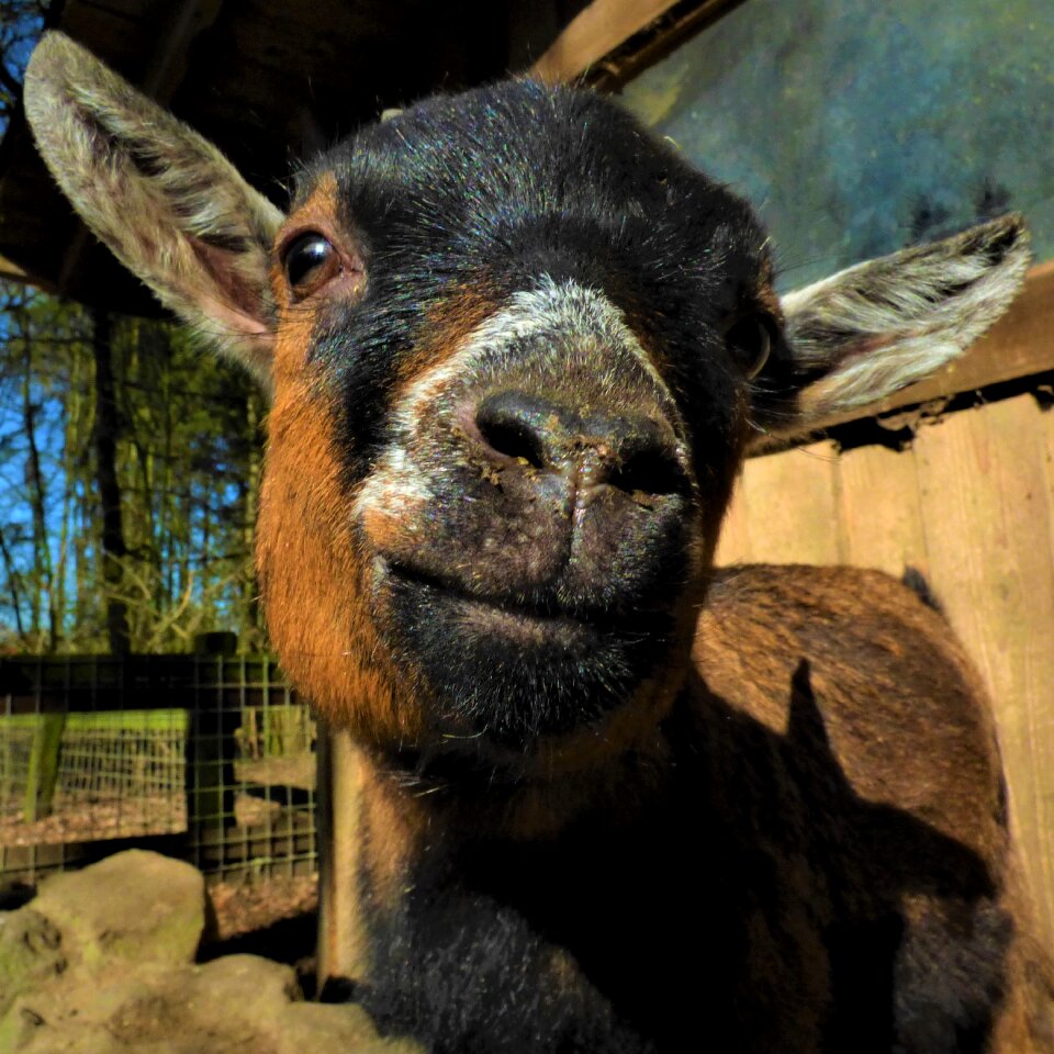Domestic goat animal cute