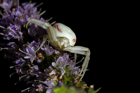Misumena vatia spider white spider