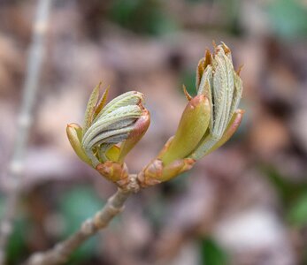 Shrub spring nature photo