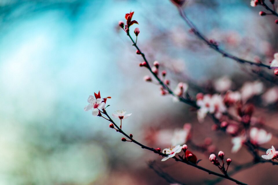 Close up blossom pink