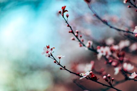 Close up blossom pink