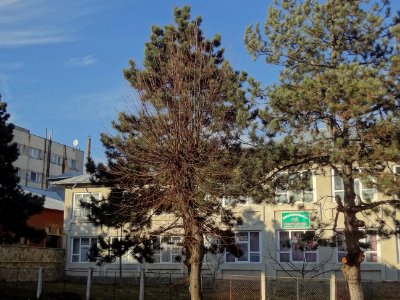 Falticeni creche au programme prologe dumbrava minunata zone de la filature