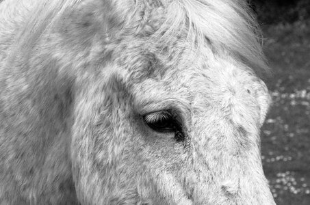 œil animal black and white