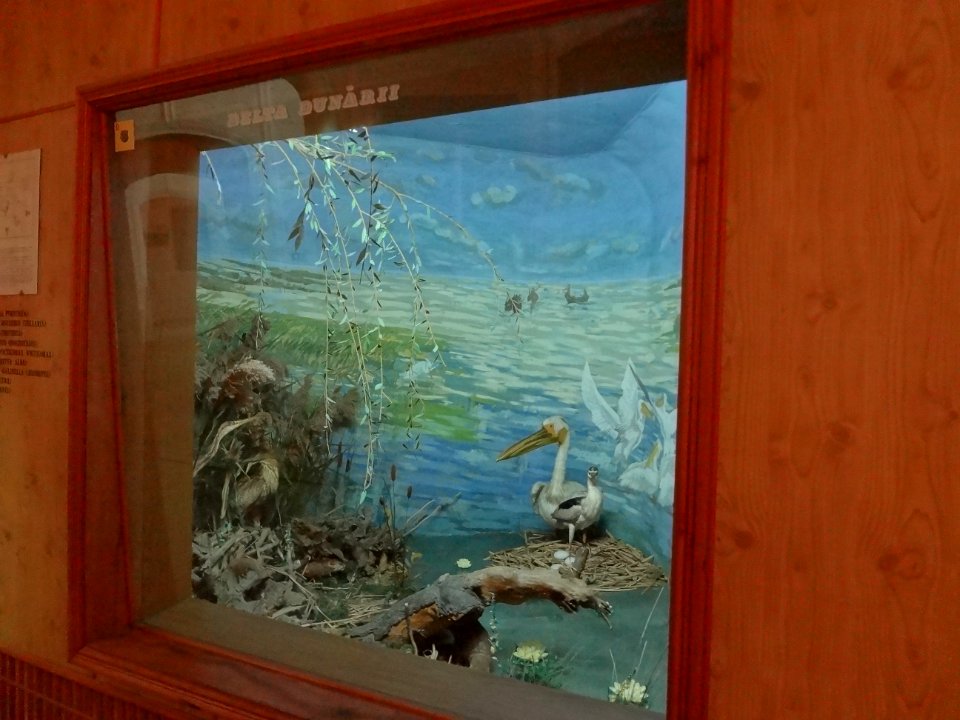 Falticeni musee mihai bacescu 25