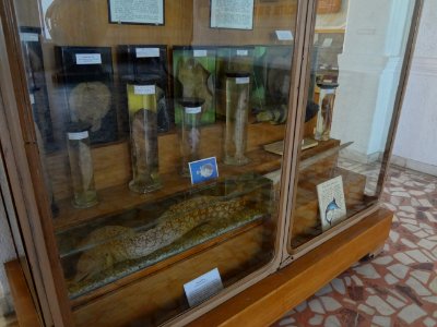 Falticeni musee mihai bacescu 2