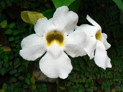 Tropics smell pollination