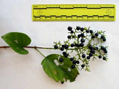 False elder (Premna trichostoma) berries ruled