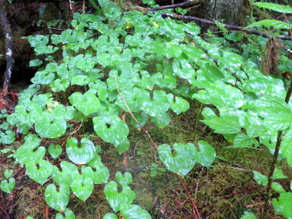 False Lily of the Valley on Pitt Island off the narrows near Hevenor Inlet