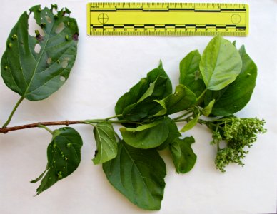 False elder (Premna trichostoma) leaves ruled