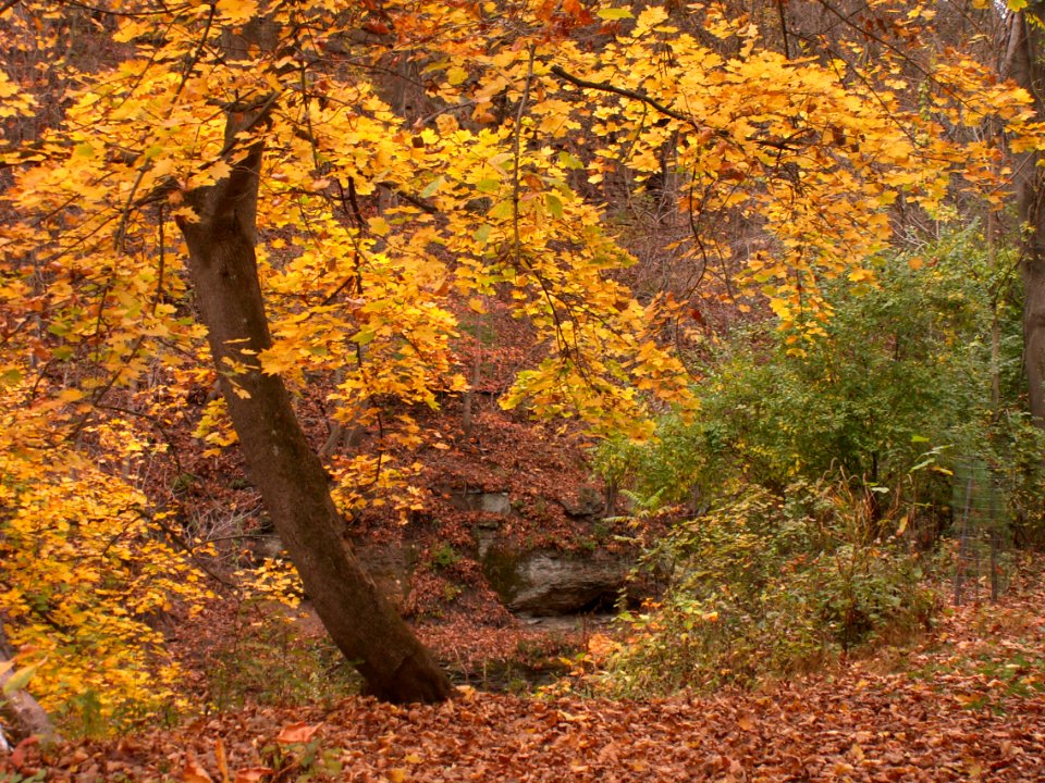 Fall colors, 2020-10-27, Seldom Seen, 04