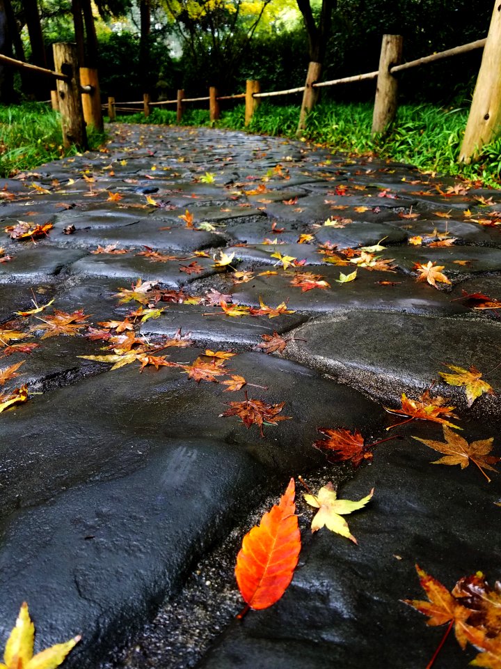 Fall Color in Tea Garden
