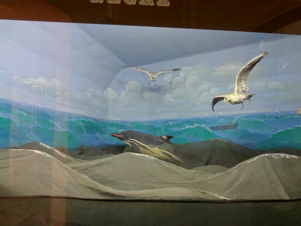 Falticeni musee mihai bacescu 24