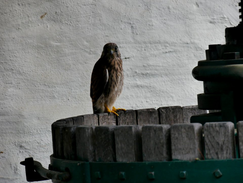 Falke Jungfalke Roscheiderhof H3