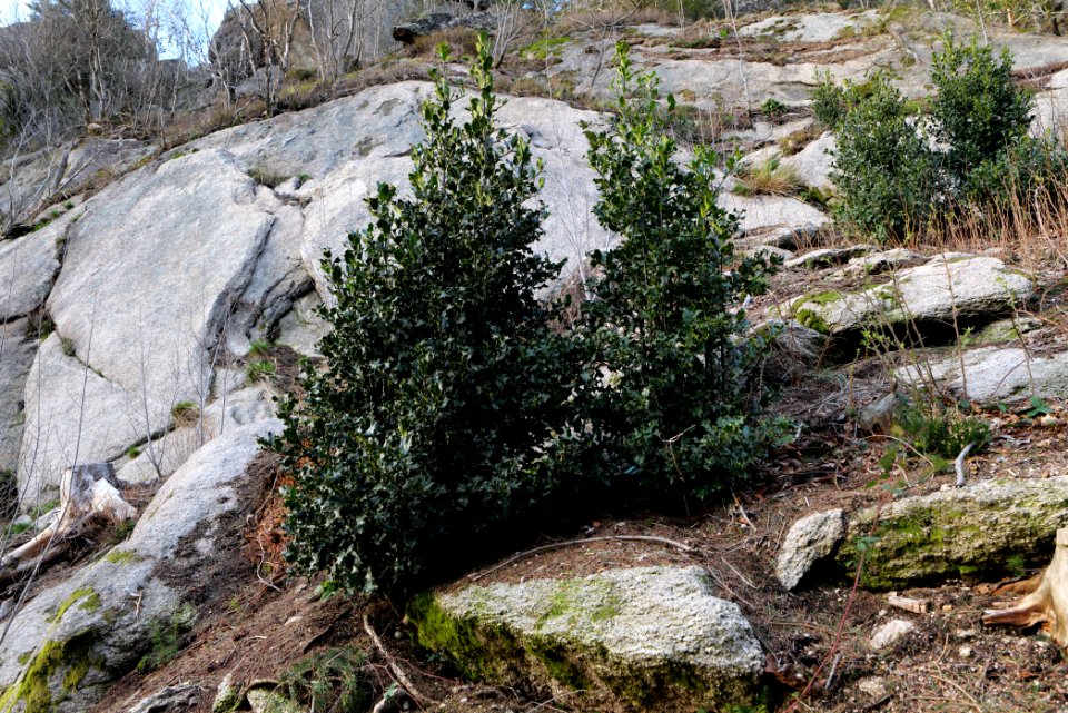 Falkenfelsen 2020-03-14 18