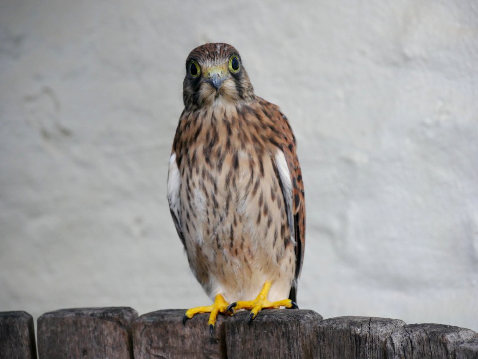Falke Jungfalke Roscheiderhof H2