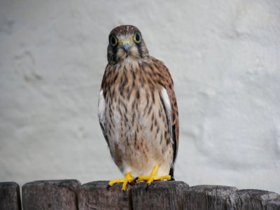 Falke Jungfalke Roscheiderhof H2