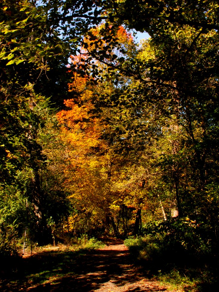 Fall colors, Seldom Seen, 2020-10-09, 02