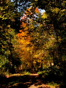 Fall colors, Seldom Seen, 2020-10-09, 02