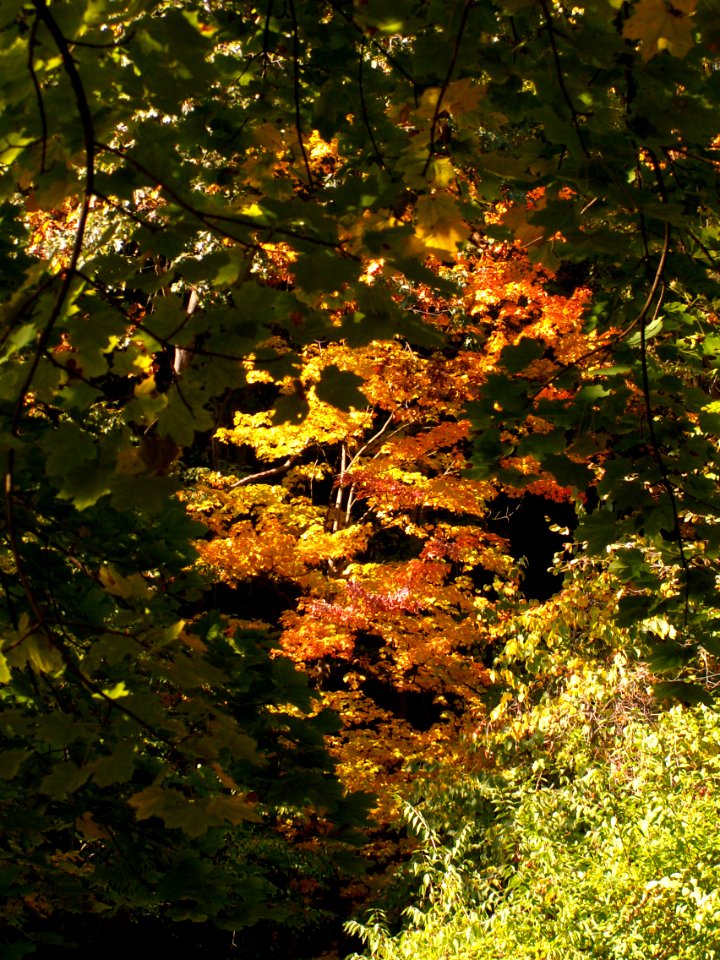 Fall colors, Seldom Seen, 2020-10-09, 01
