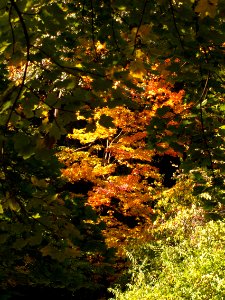 Fall colors, Seldom Seen, 2020-10-09, 01