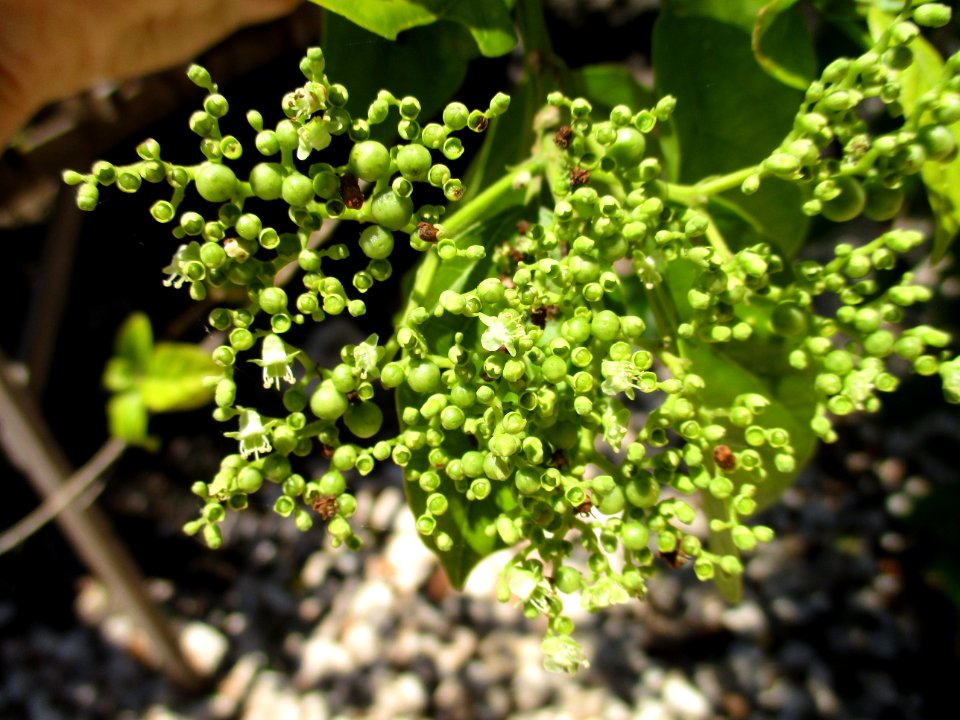 False elder (Premna trichostoma) inflorescence