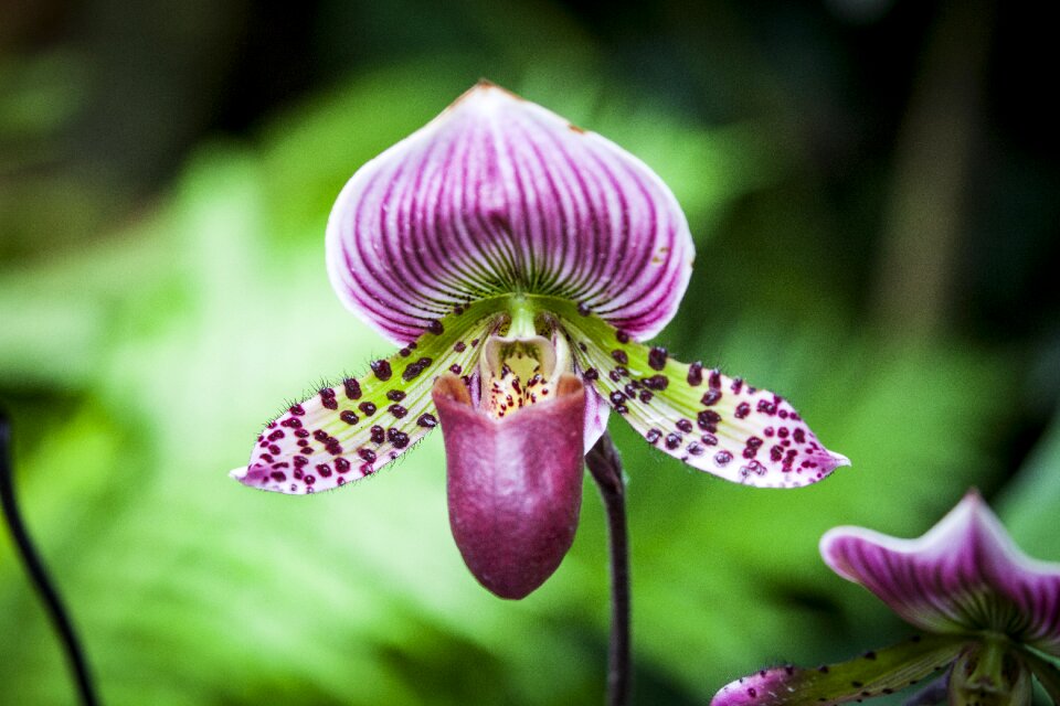 Orchid close up purple flower photo