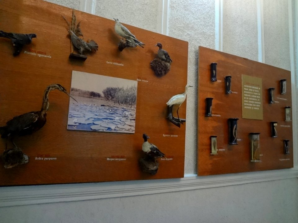 Falticeni musee mihai bacescu 32