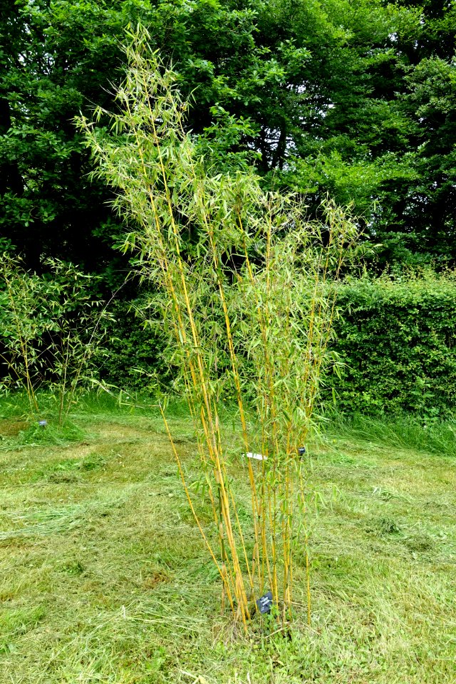 Fargesia robusta - RHS Garden Harlow Carr - North Yorkshire, England - DSC01421