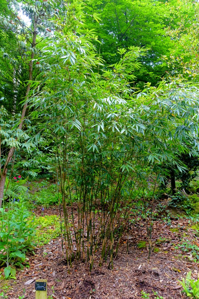 Fargesia macclureana (Borinda macclureana) - Trebah Garden - Cornwall, England - DSC01357