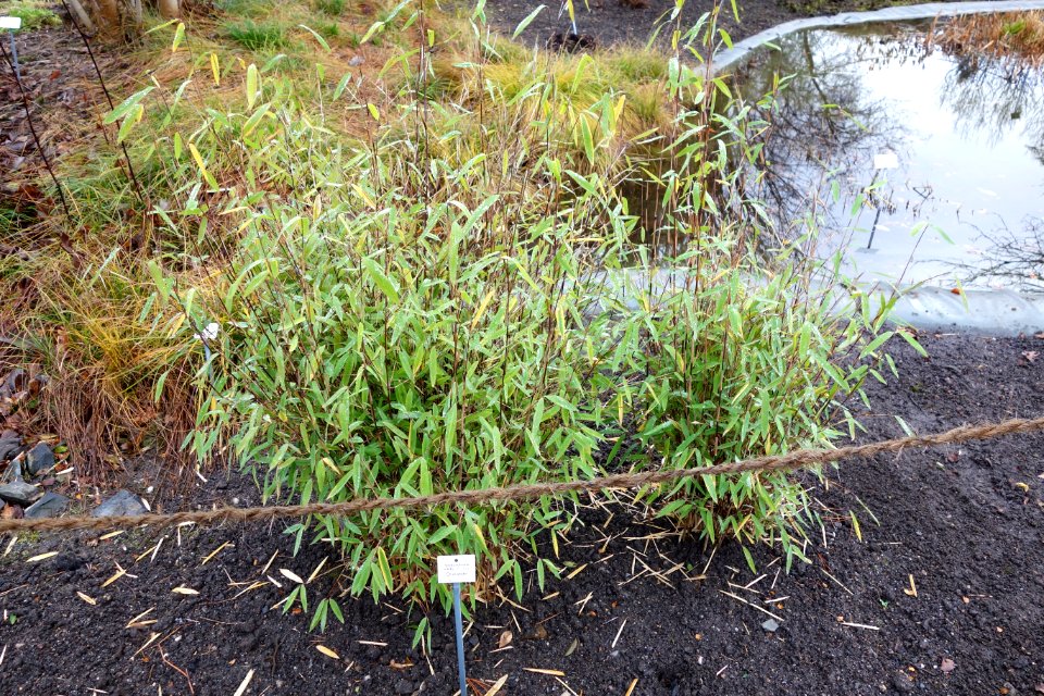 Fargesia nitida (Sinarundinaria nitida) - Botanischer Garten, Dresden, Germany - DSC08382