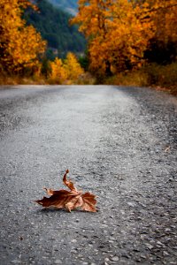 Fall (184163735)