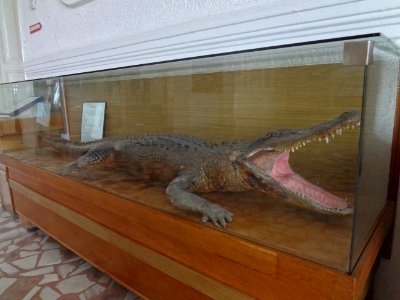 Falticeni musee mihai bacescu 40