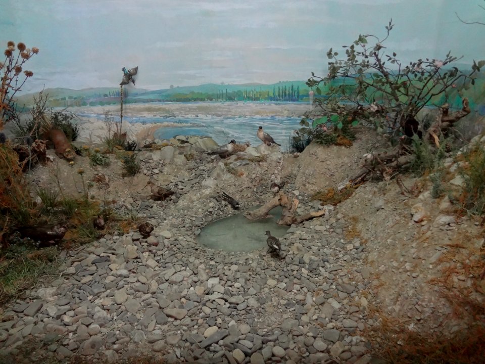 Falticeni musee mihai bacescu 37