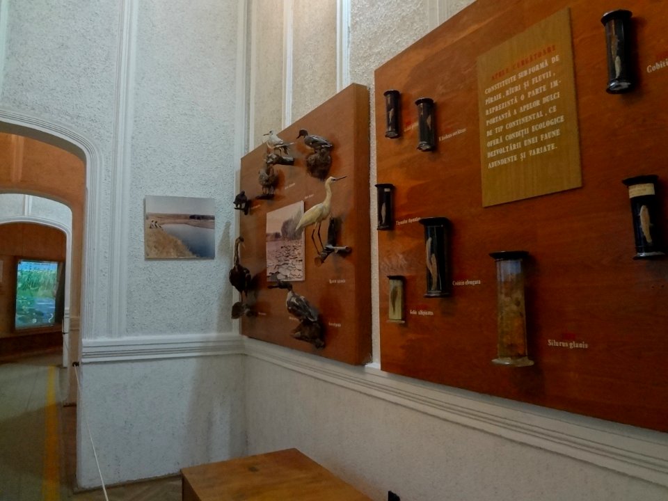 Falticeni musee mihai bacescu 35