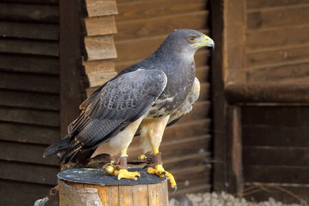 Birds of prey show birds buzzard