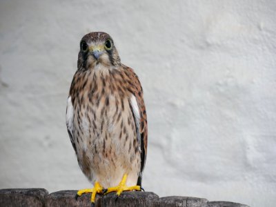 Falke Jungfalke Roscheiderhof H1