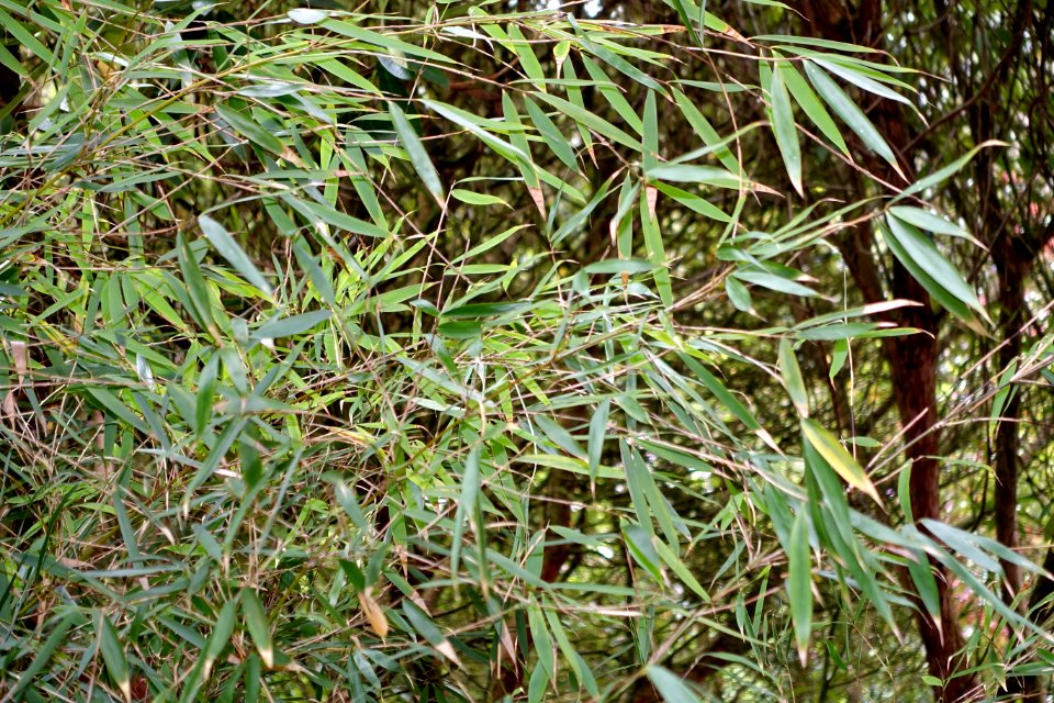 Fargesia dracocephala - Trebah Garden - Cornwall, England - DSC01423