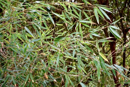 Fargesia dracocephala - Trebah Garden - Cornwall, England - DSC01423