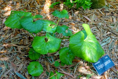 Farfugium japonicum - Marie Selby Botanical Gardens - Sarasota, Florida - DSC01158