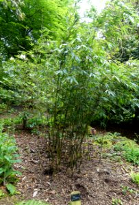 Fargesia macclureana (Borinda macclureana) - Trebah Garden - Cornwall, England - DSC01740